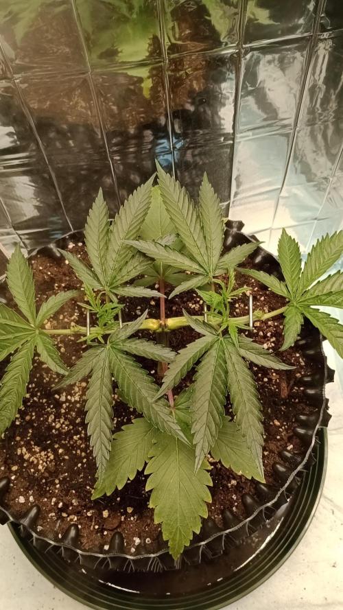 Amnesia 🧠. Week 5