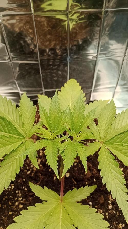 Amnesia 🧠. Week 4