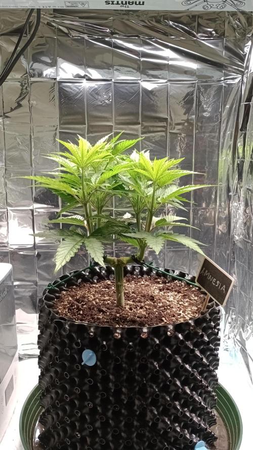 Amnesia 🧠. Week 7