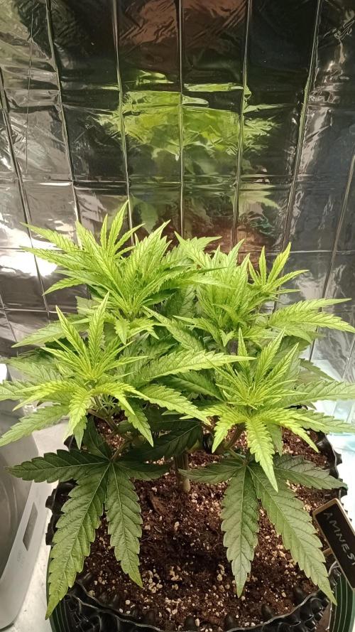 Amnesia 🧠. Week 7