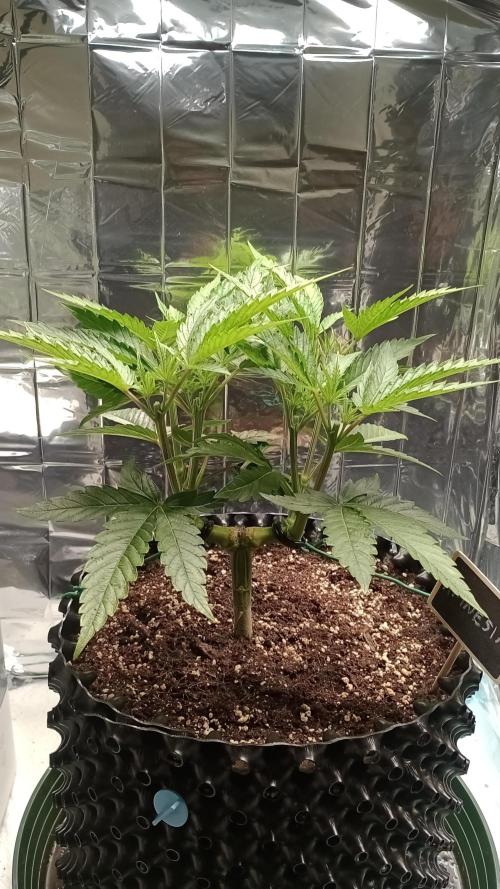 Amnesia 🧠. Week 8