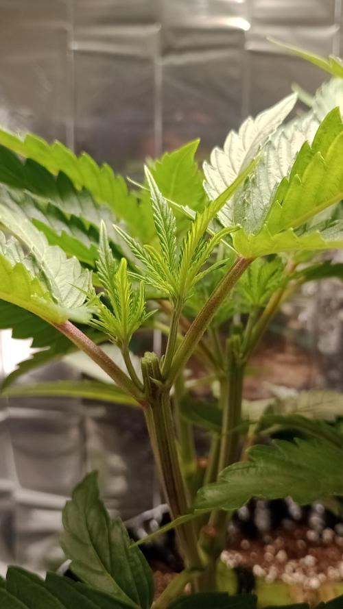 Amnesia 🧠. Week 8