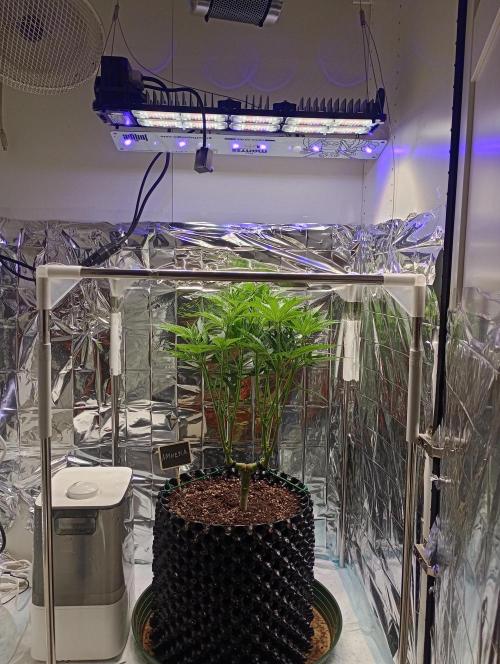 Amnesia 🧠. Week 9