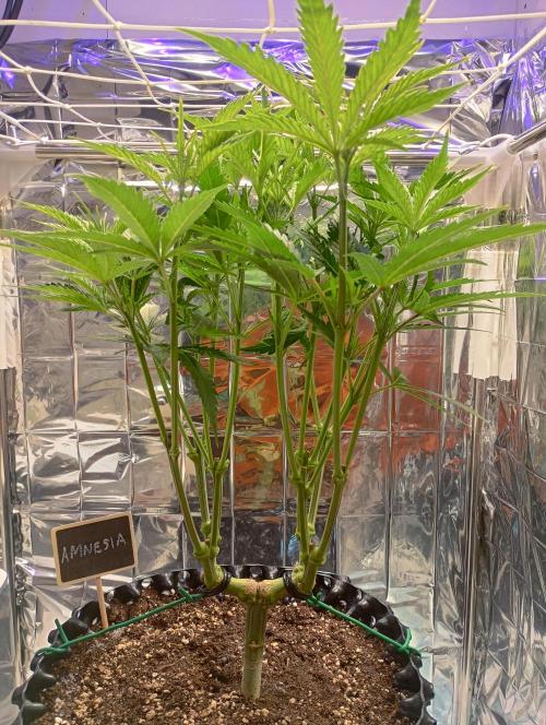 Amnesia 🧠. Week 9