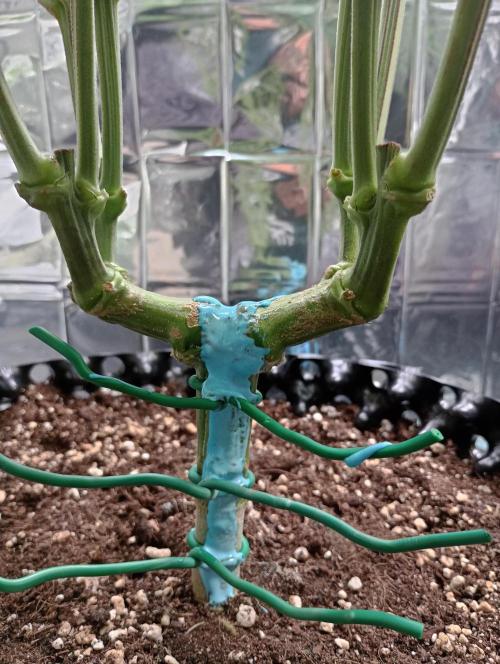 Amnesia 🧠. Week 9