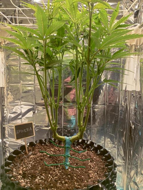 Amnesia 🧠. Week 9