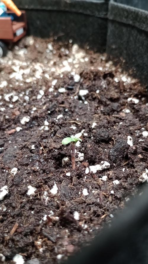 Titan F1 💪. Week 0