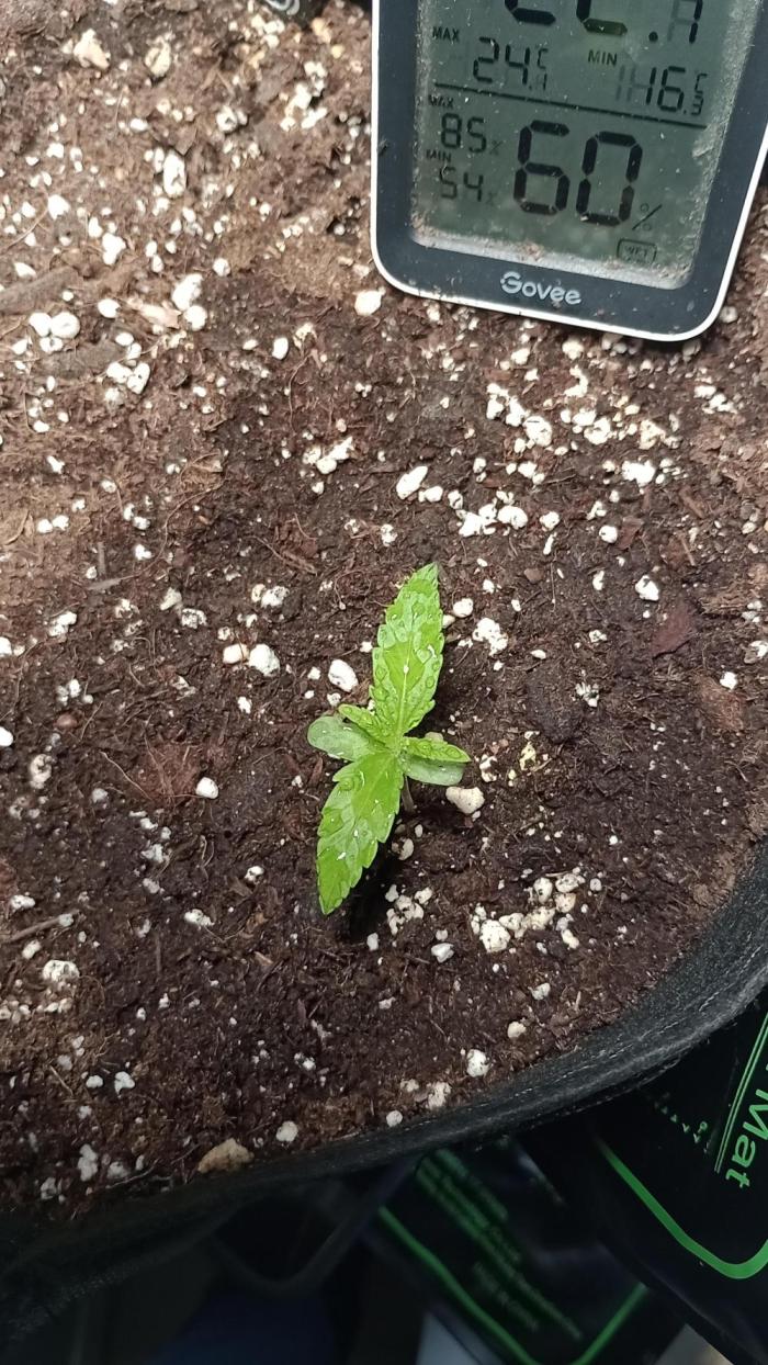 Titan F1 💪. Week 1