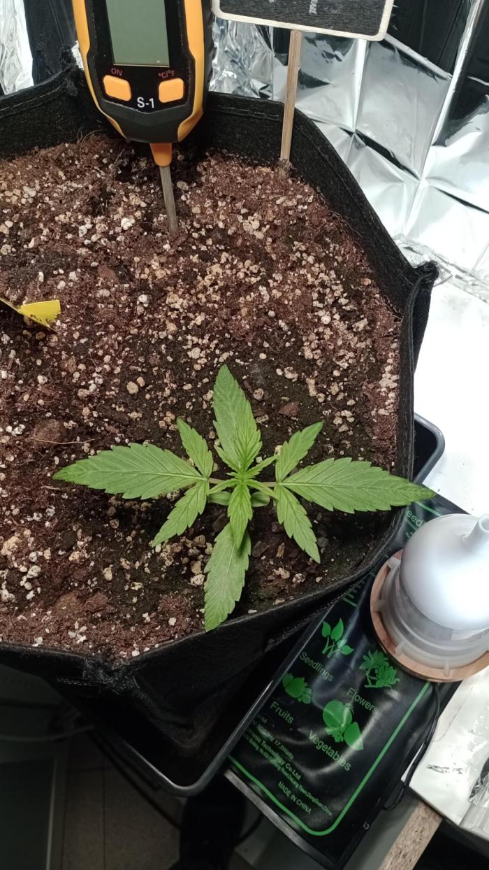 Titan F1 💪. Week 2