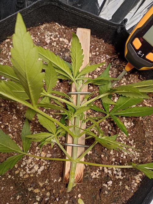 Titan F1 💪. Week 4