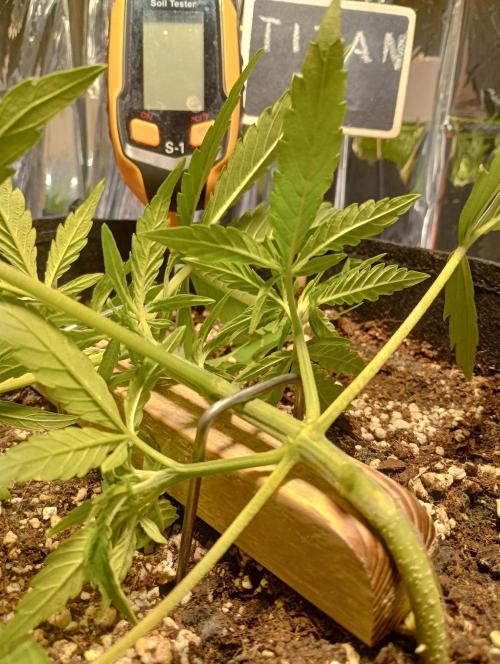 Titan F1 💪. Week 4