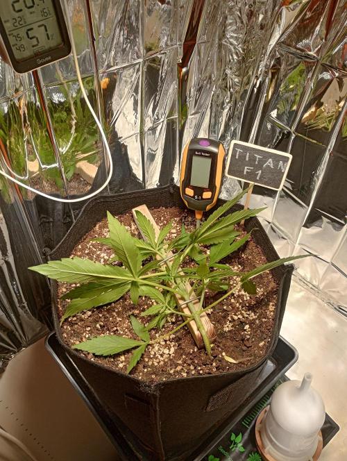 Titan F1 💪. Week 4