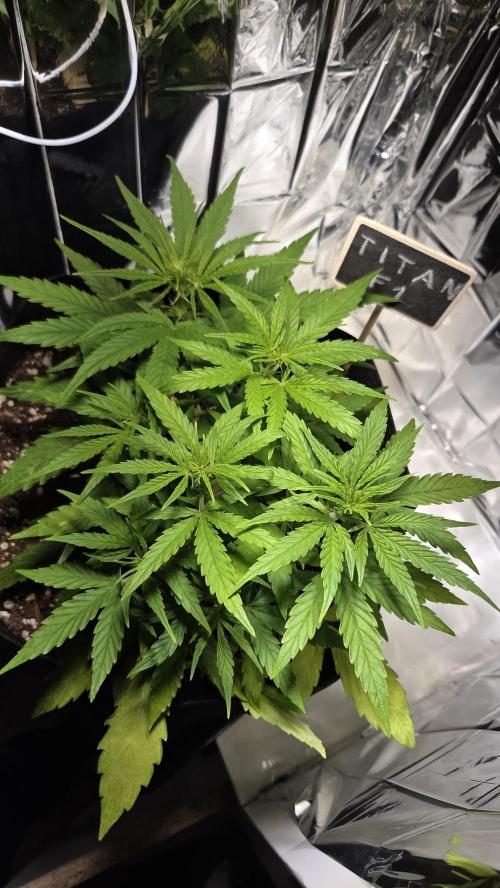 Titan F1 💪. Week 5