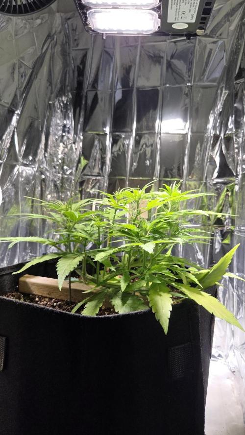 Titan F1 💪. Week 5