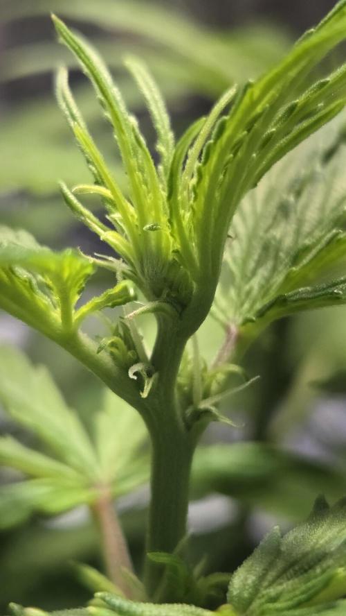 Titan F1 💪. Week 5