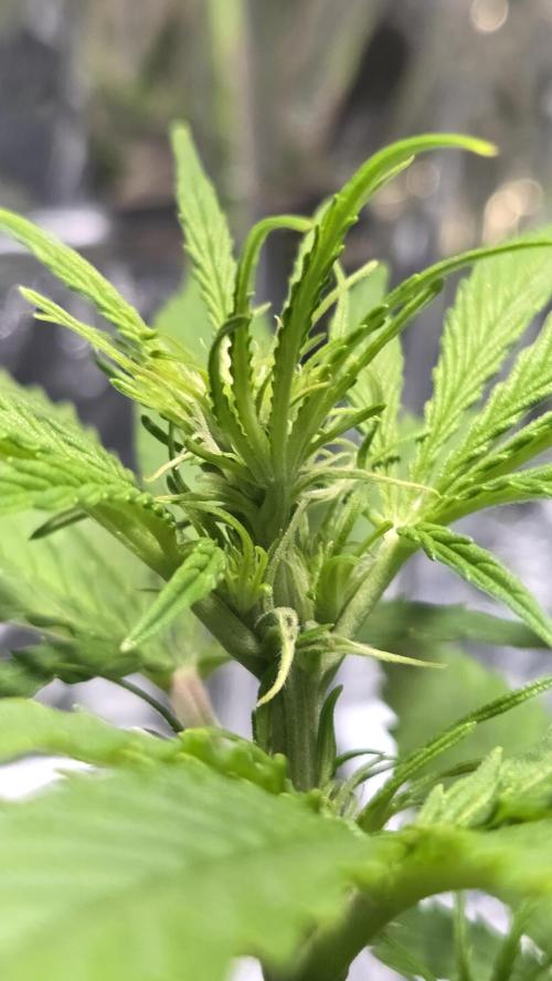 Titan F1 💪. Week 5