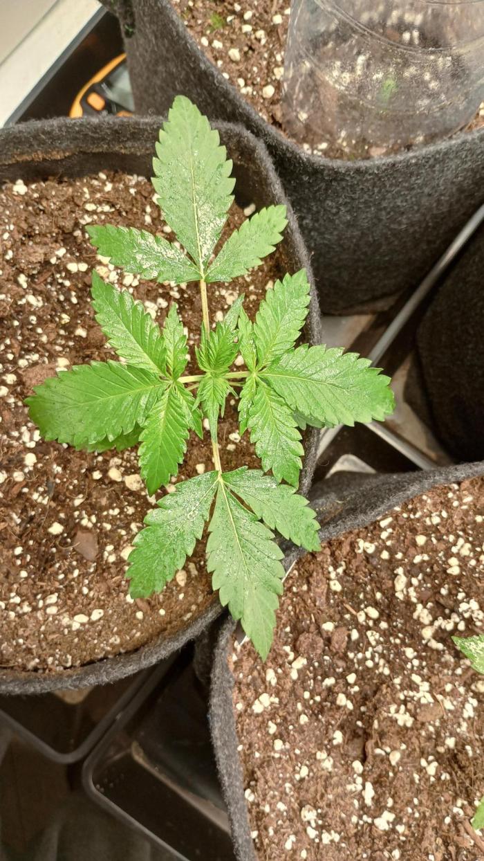 White Widow Automatic. Week 2