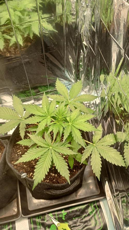 White Widow Automatic. Week 3