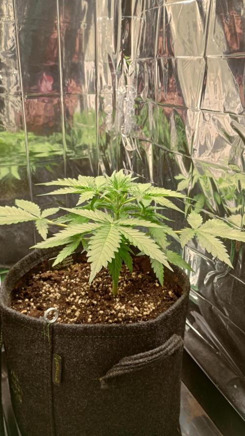 White Widow Automatic. Week 3