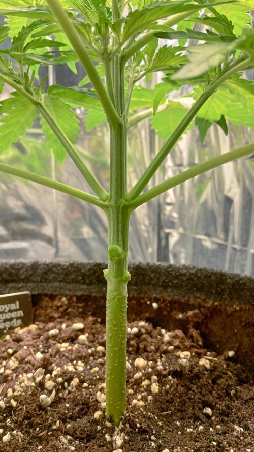 White Widow Automatic. Week 3