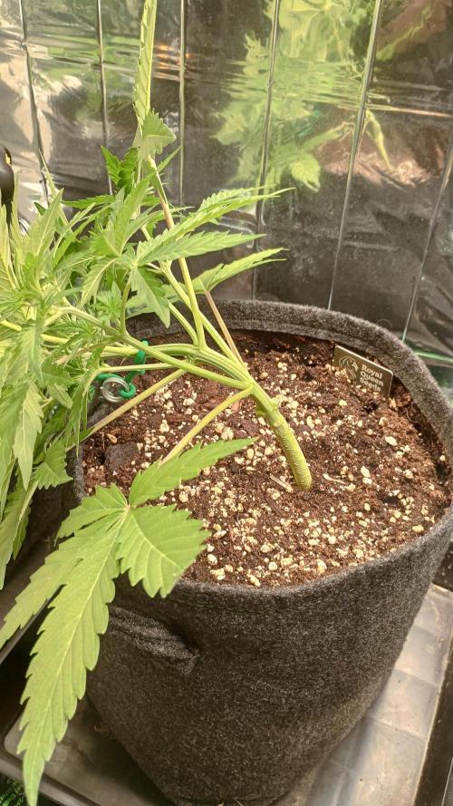 White Widow Automatic. Week 4