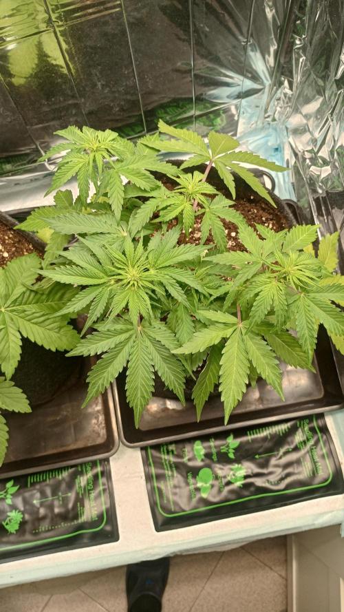 White Widow Automatic. Week 4