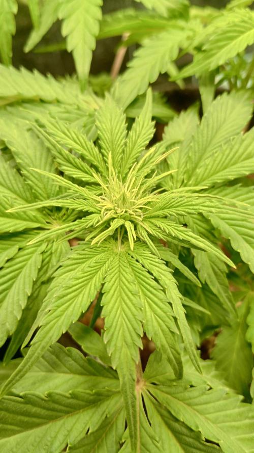 White Widow Automatic. Week 4