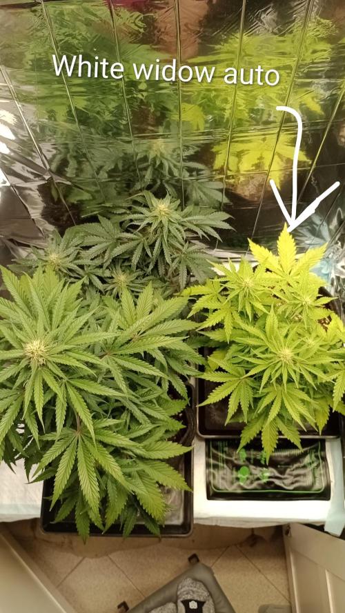 White Widow Automatic. Week 5