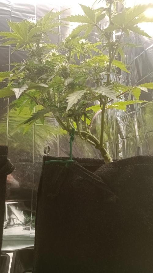 White Widow Automatic. Week 5