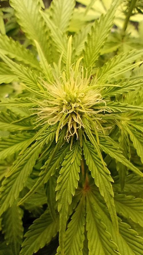 White Widow Automatic. Week 5