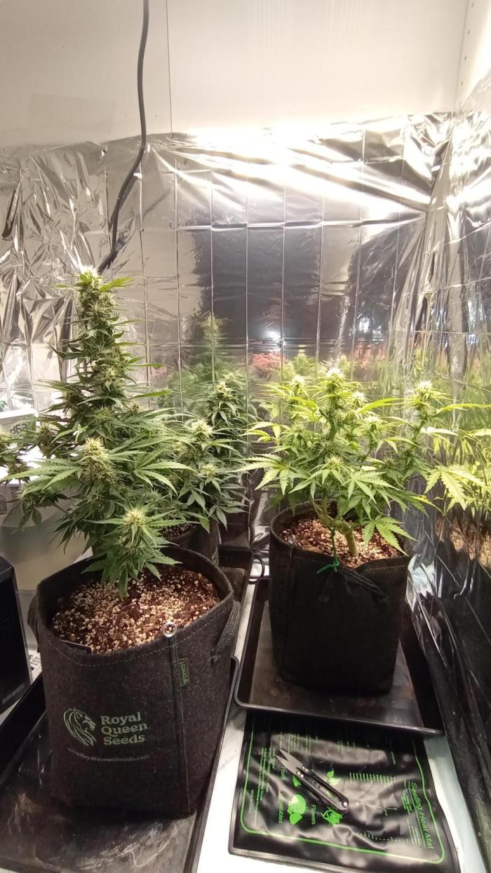 White Widow Automatic. Week 6 - La pianta é quella sulla destra.