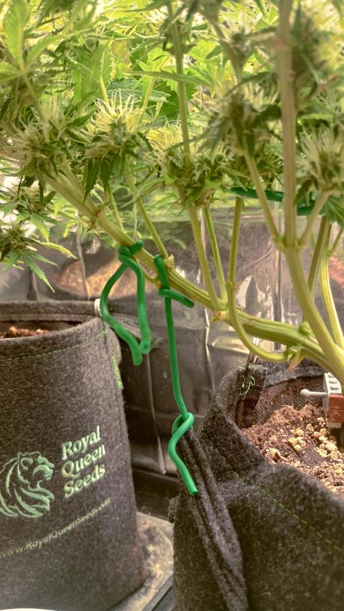 White Widow Automatic. Week 7