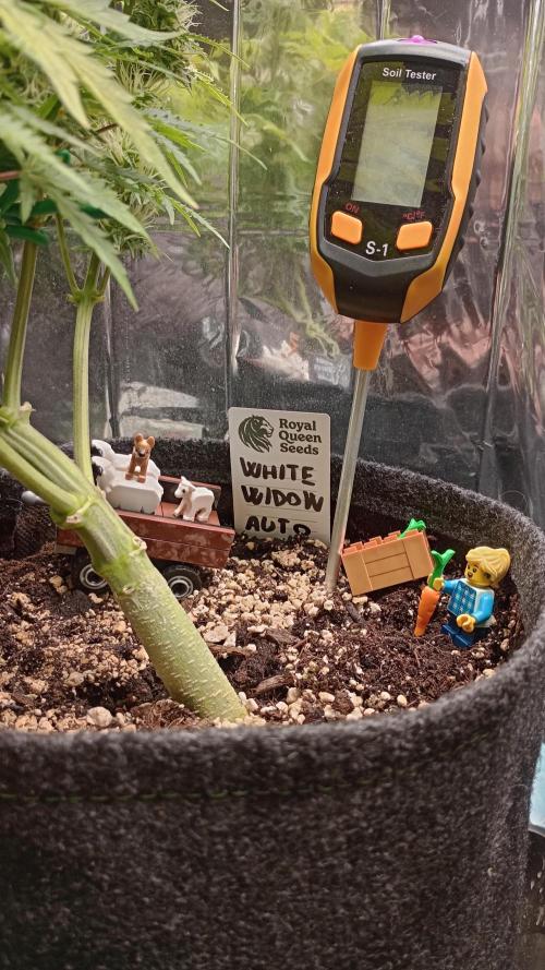 White Widow Automatic. Week 7