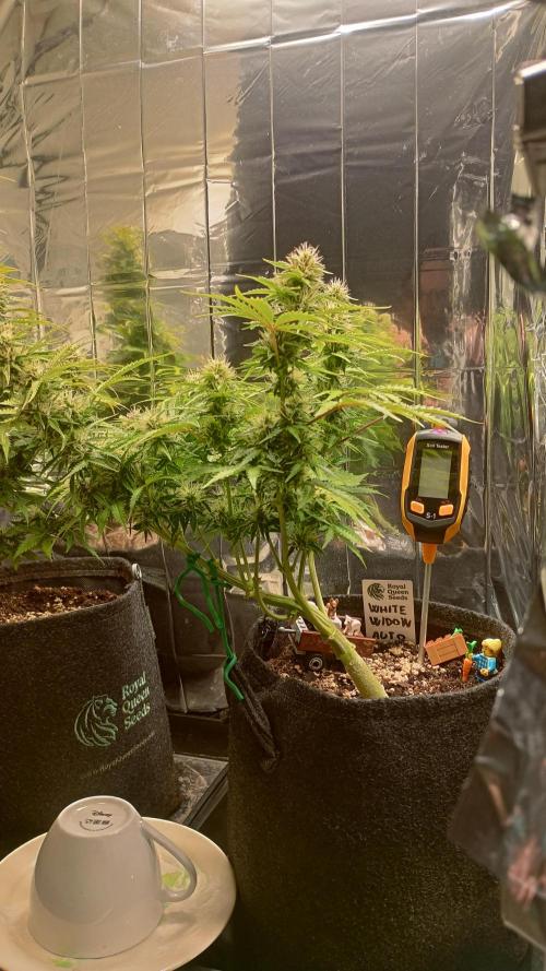 White Widow Automatic. Week 7