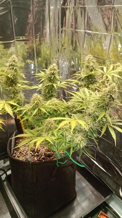 White Widow Automatic. Week 8