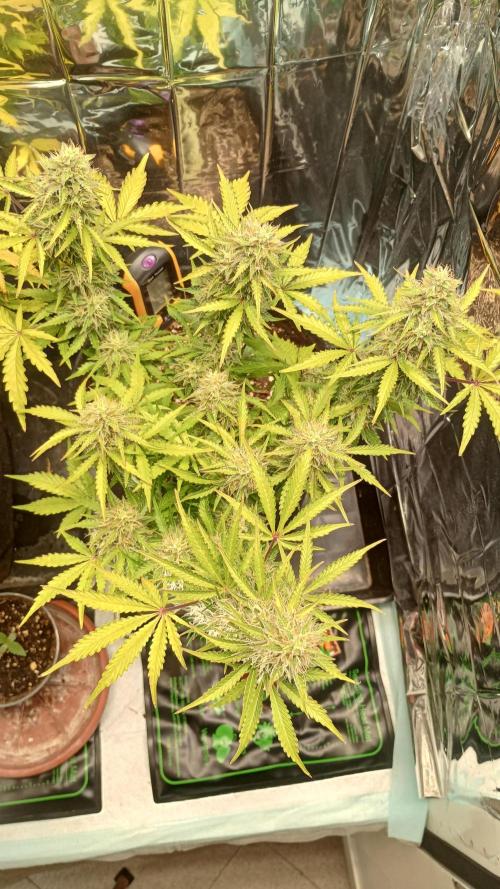 White Widow Automatic. Week 8