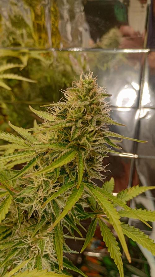 White Widow Automatic. Week 8