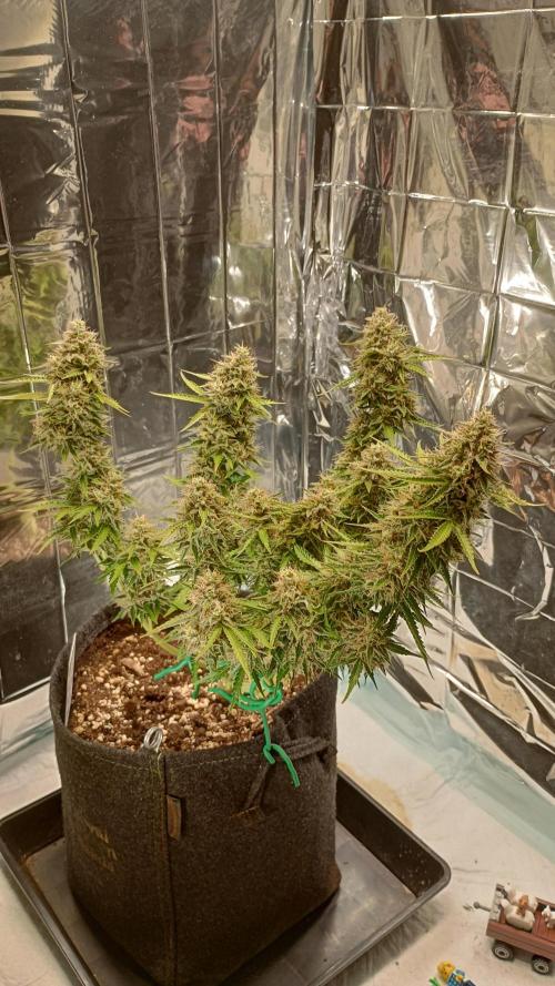 White Widow Automatic. Week 9