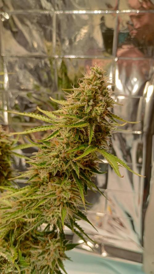 White Widow Automatic. Week 9