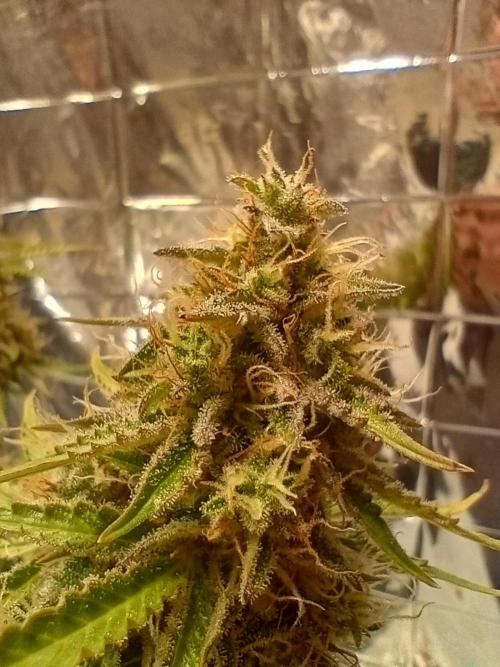 White Widow Automatic. Week 9