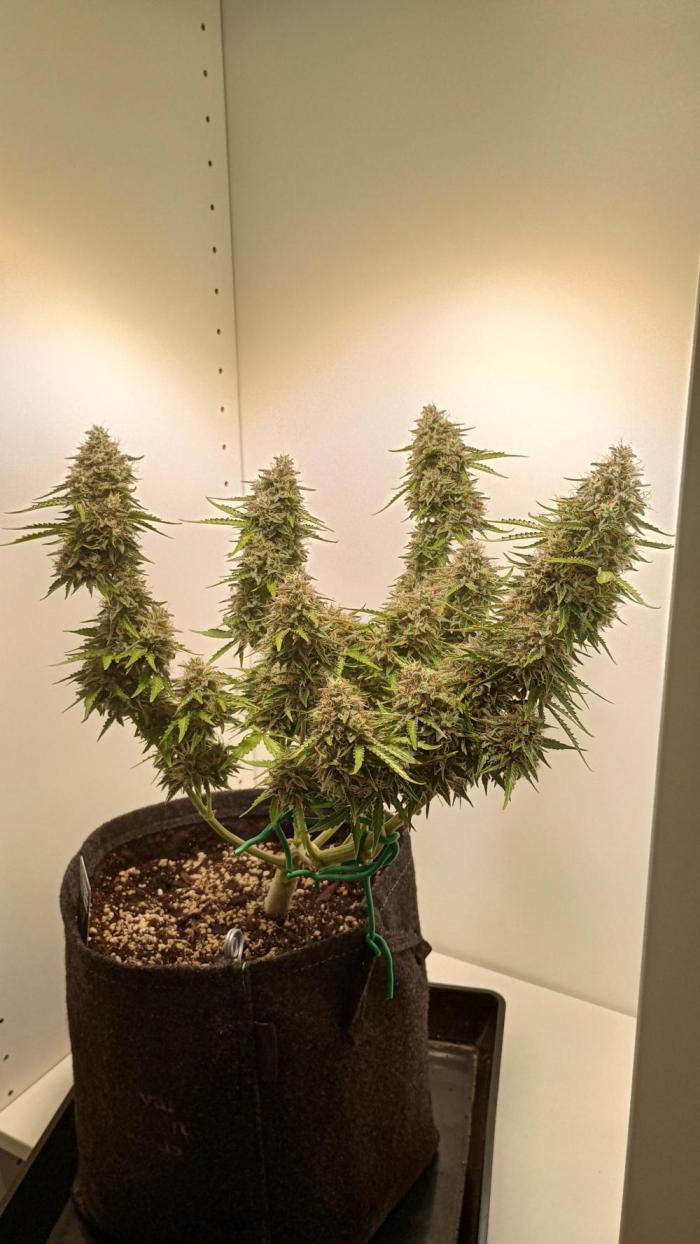 White Widow Automatic. Week 10