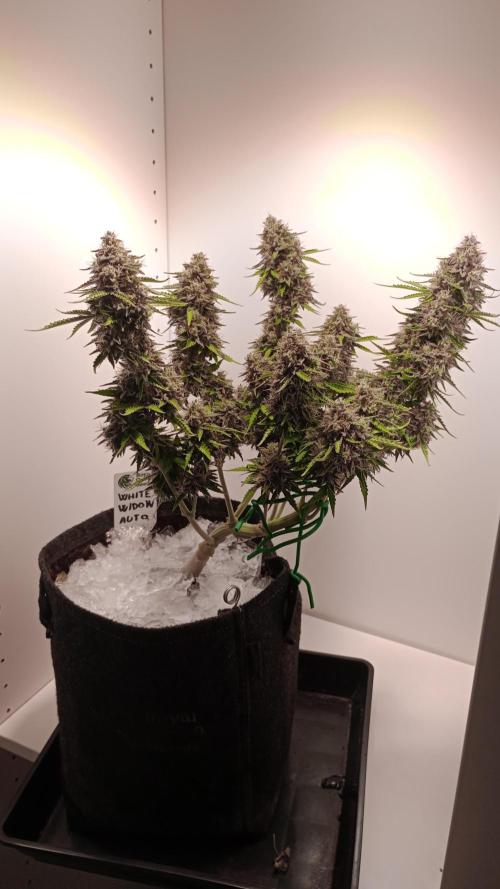 White Widow Automatic. Week 11