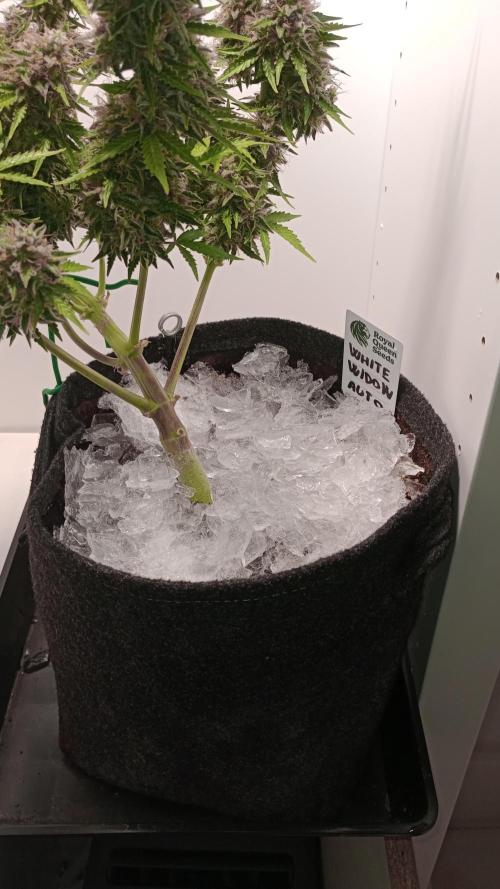 White Widow Automatic. Week 11