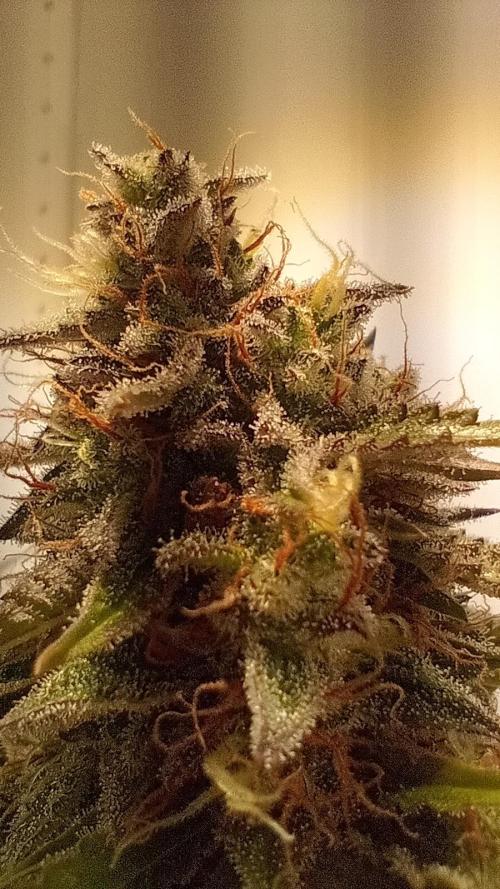 White Widow Automatic. Week 11