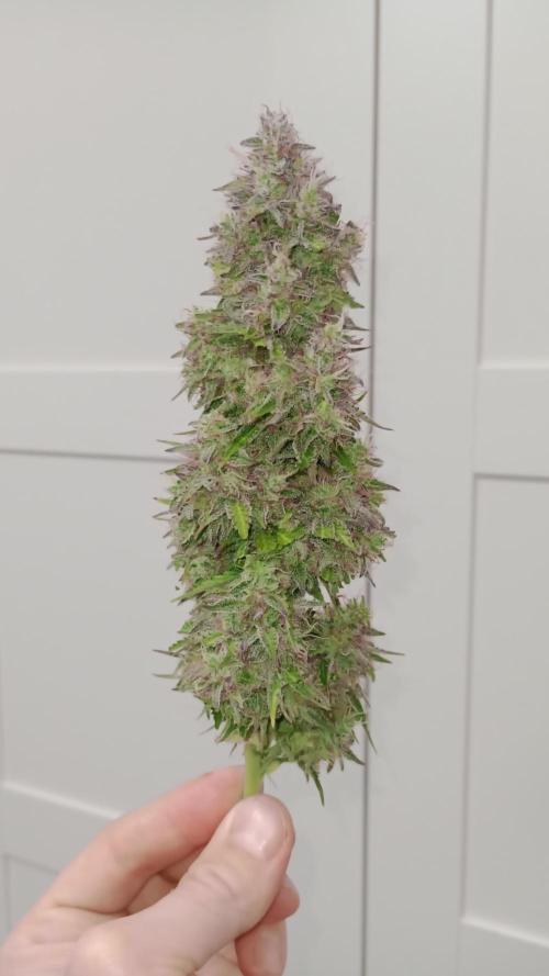 White Widow Automatic. Week 12