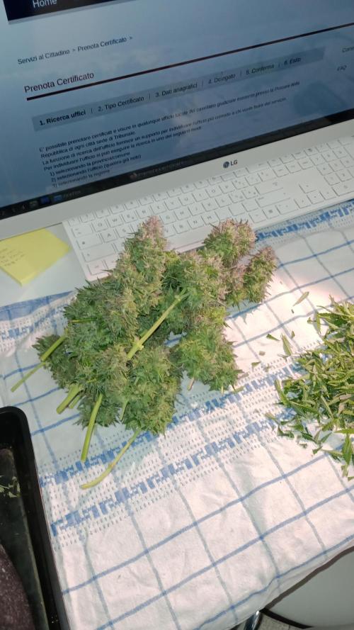 White Widow Automatic. Week 12