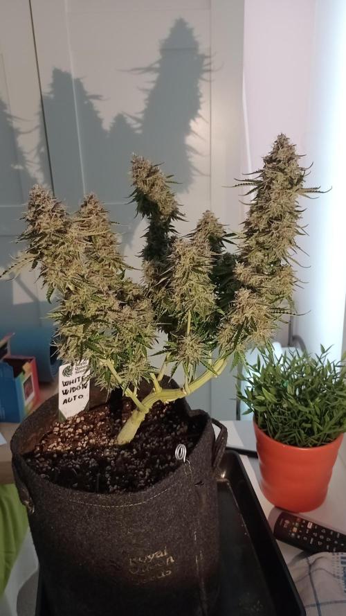 White Widow Automatic. Week 12