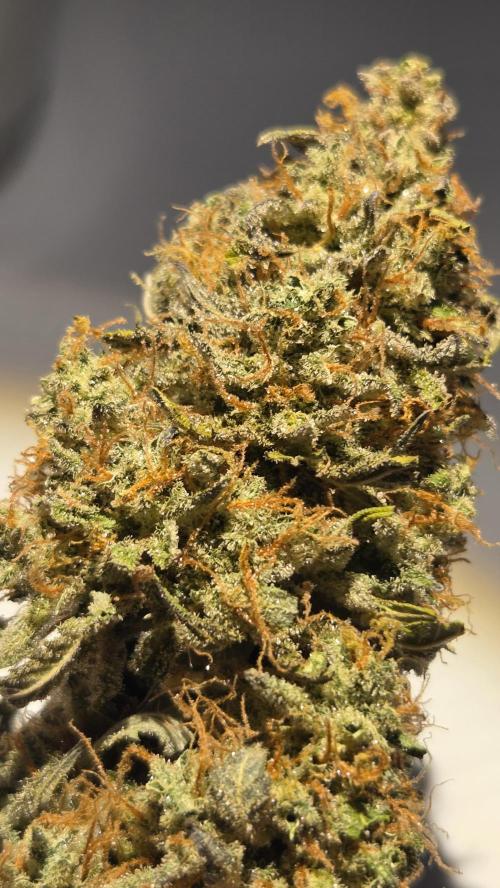 White Widow Automatic. Week 12