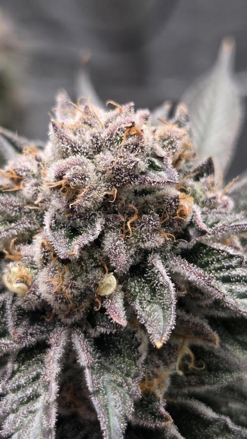 Biscotti 🍪. Week 17