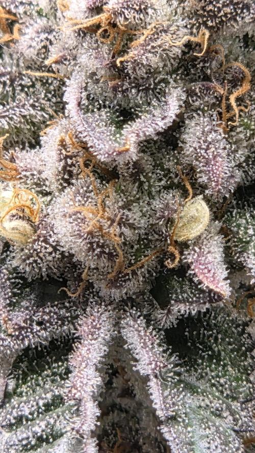 Biscotti 🍪. Week 17